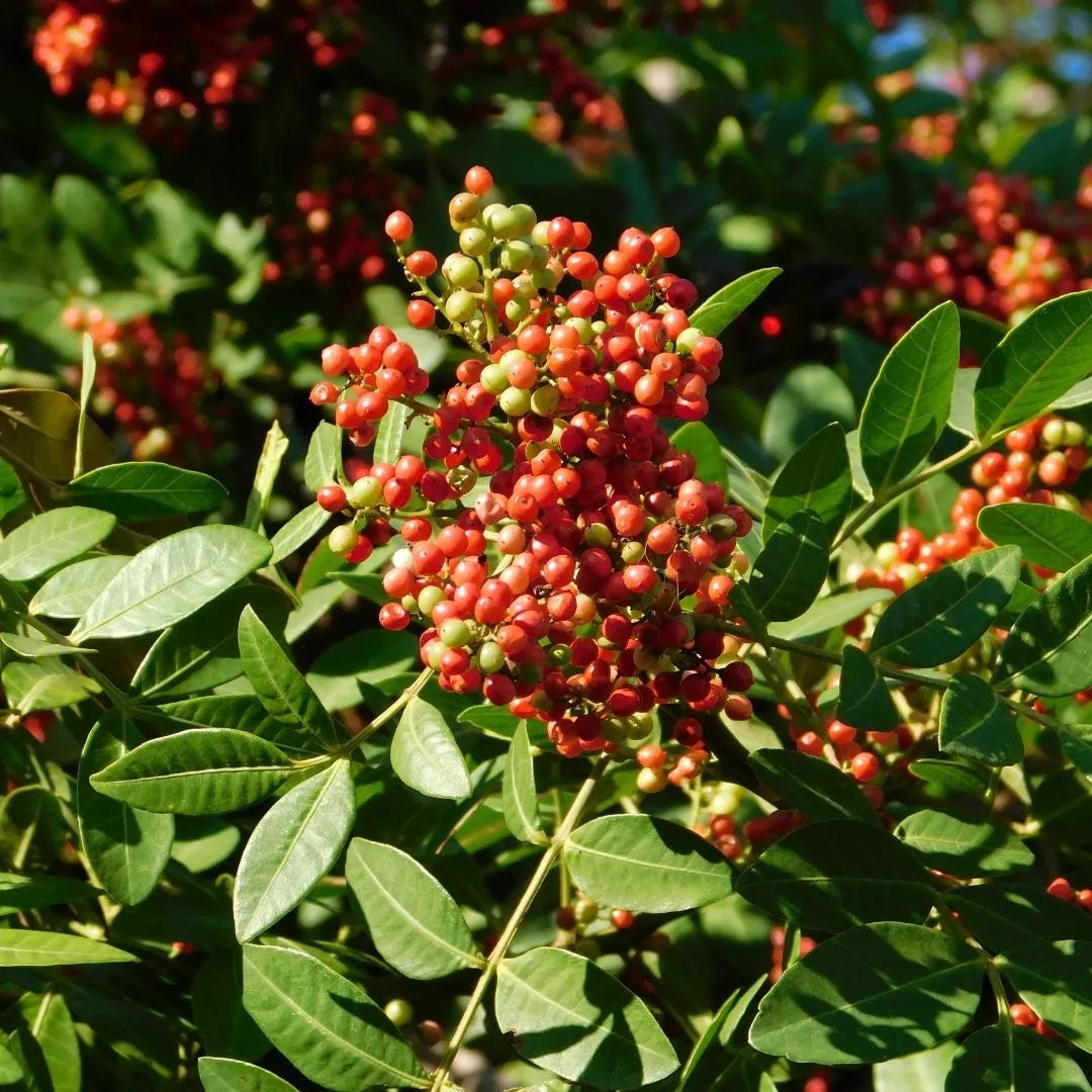 Huile de lentisque pistachier Azul Cosmétique